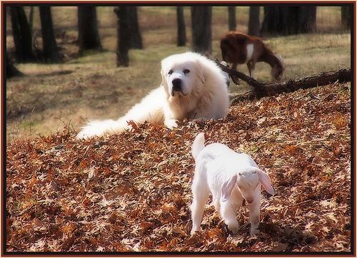 A dog image from https://images.dog.ceo/breeds/pyrenees/n02111500_3746.jpg