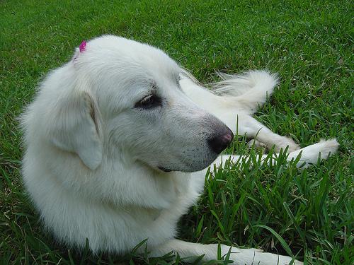 A dog image from https://images.dog.ceo/breeds/pyrenees/n02111500_3835.jpg