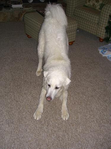 A dog image from https://images.dog.ceo/breeds/pyrenees/n02111500_389.jpg