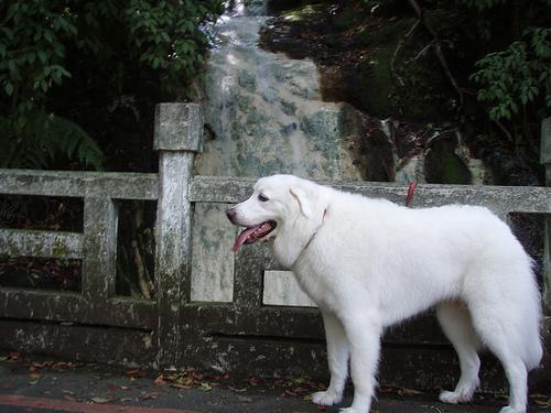 A dog image from https://images.dog.ceo/breeds/pyrenees/n02111500_4104.jpg