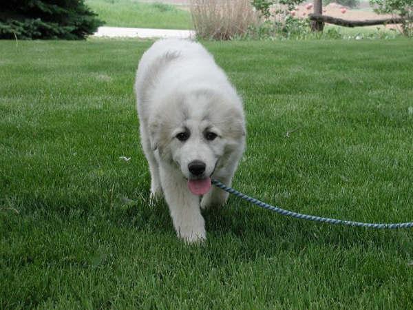 A dog image from https://images.dog.ceo/breeds/pyrenees/n02111500_4147.jpg