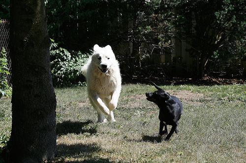 A dog image from https://images.dog.ceo/breeds/pyrenees/n02111500_4358.jpg