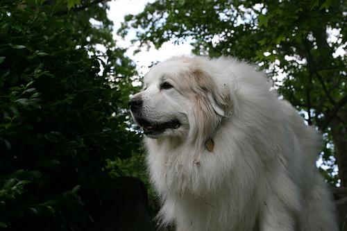 A dog image from https://images.dog.ceo/breeds/pyrenees/n02111500_4678.jpg