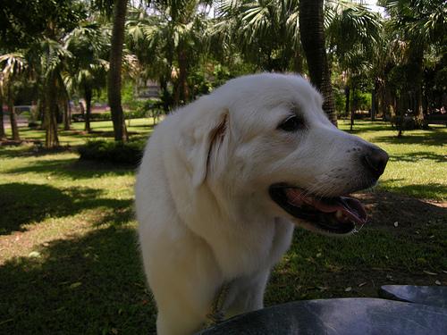 A dog image from https://images.dog.ceo/breeds/pyrenees/n02111500_4851.jpg