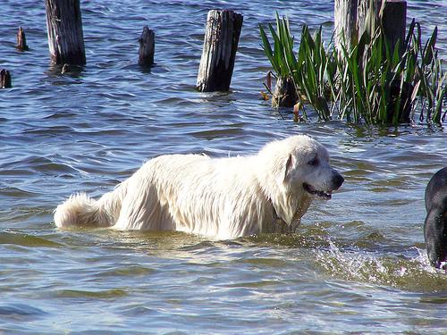 A dog image from https://images.dog.ceo/breeds/pyrenees/n02111500_4854.jpg