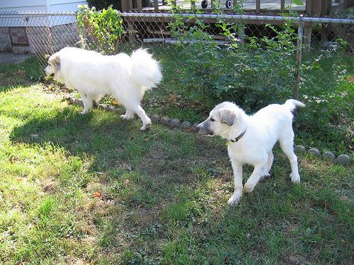 A dog image from https://images.dog.ceo/breeds/pyrenees/n02111500_5042.jpg