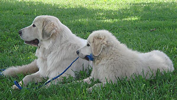 A dog image from https://images.dog.ceo/breeds/pyrenees/n02111500_5059.jpg