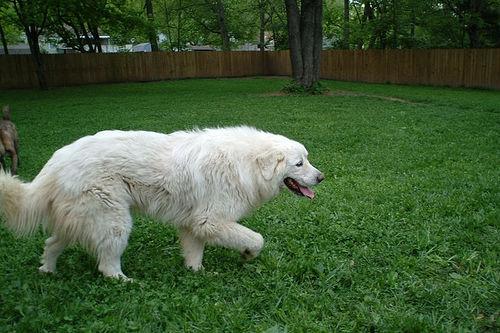 A dog image from https://images.dog.ceo/breeds/pyrenees/n02111500_5599.jpg