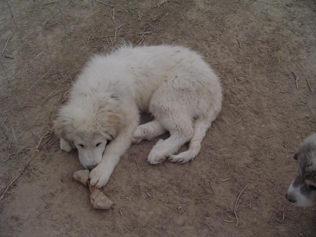 A dog image from https://images.dog.ceo/breeds/pyrenees/n02111500_5675.jpg