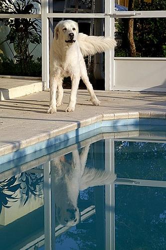 A dog image from https://images.dog.ceo/breeds/pyrenees/n02111500_6387.jpg