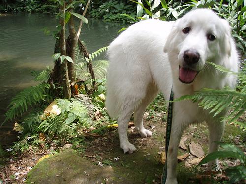 A dog image from https://images.dog.ceo/breeds/pyrenees/n02111500_6461.jpg