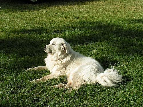 A dog image from https://images.dog.ceo/breeds/pyrenees/n02111500_6881.jpg