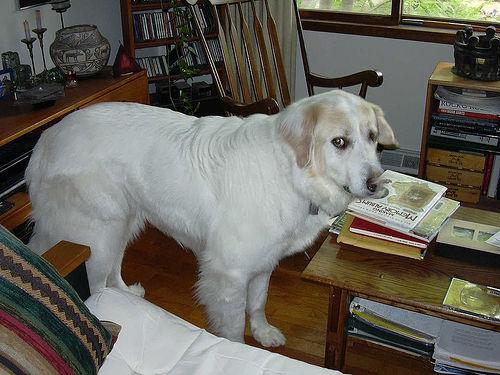 A dog image from https://images.dog.ceo/breeds/pyrenees/n02111500_7304.jpg