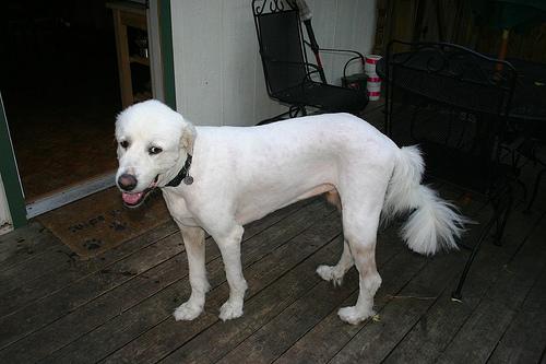 A dog image from https://images.dog.ceo/breeds/pyrenees/n02111500_7935.jpg