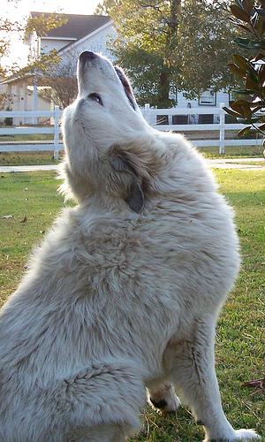 A dog image from https://images.dog.ceo/breeds/pyrenees/n02111500_7937.jpg