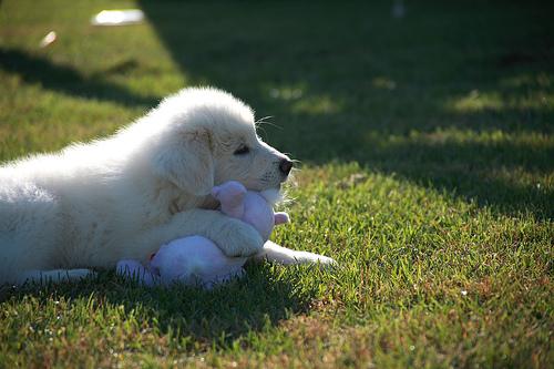 A dog image from https://images.dog.ceo/breeds/pyrenees/n02111500_8042.jpg