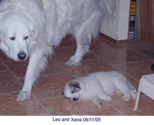 A dog image from https://images.dog.ceo/breeds/pyrenees/n02111500_8178.jpg