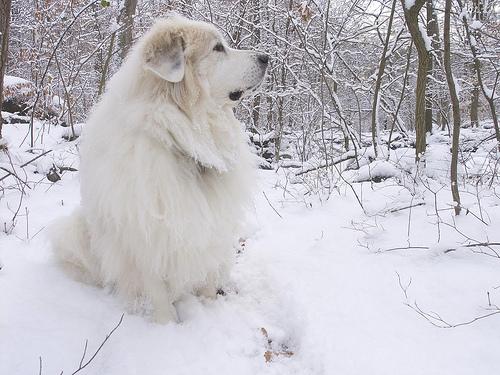 A dog image from https://images.dog.ceo/breeds/pyrenees/n02111500_8319.jpg