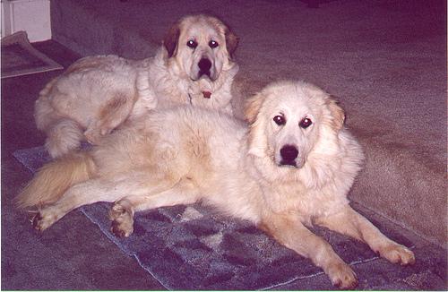 A dog image from https://images.dog.ceo/breeds/pyrenees/n02111500_8382.jpg