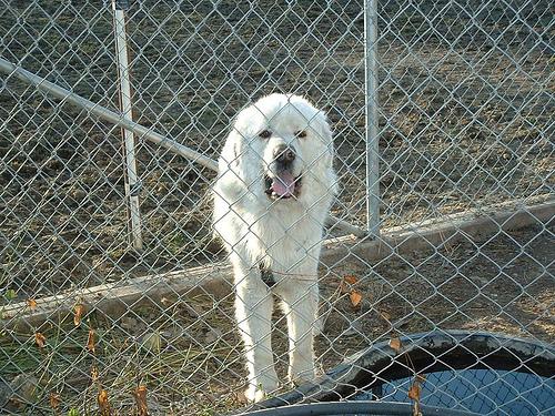 A dog image from https://images.dog.ceo/breeds/pyrenees/n02111500_8397.jpg