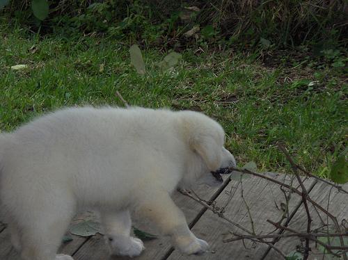 A dog image from https://images.dog.ceo/breeds/pyrenees/n02111500_8729.jpg