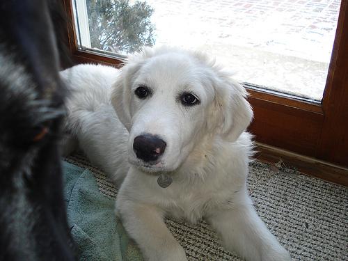 A dog image from https://images.dog.ceo/breeds/pyrenees/n02111500_882.jpg