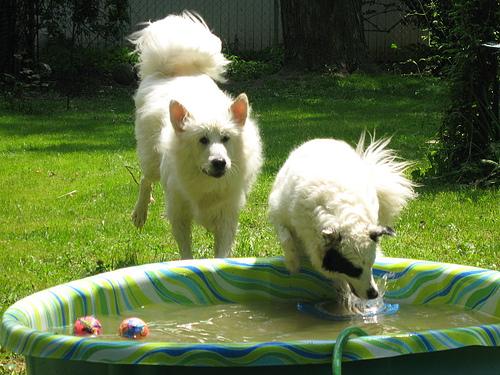 A dog image from https://images.dog.ceo/breeds/pyrenees/n02111500_8884.jpg