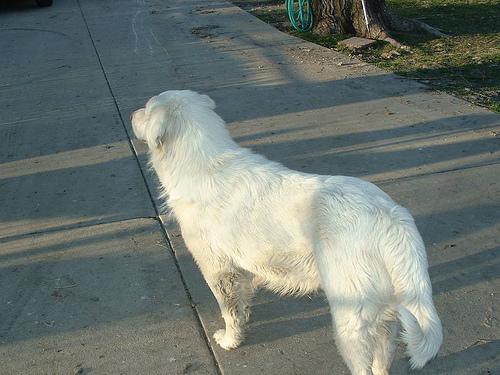 A dog image from https://images.dog.ceo/breeds/pyrenees/n02111500_8915.jpg