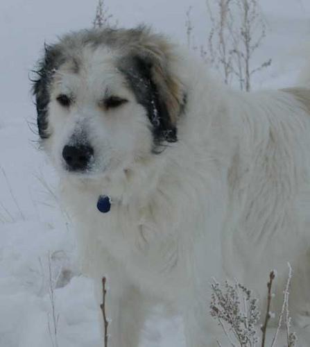 A dog image from https://images.dog.ceo/breeds/pyrenees/n02111500_9000.jpg