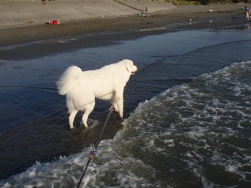 A dog image from https://images.dog.ceo/breeds/pyrenees/n02111500_9003.jpg