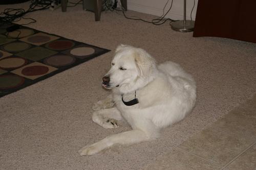 A dog image from https://images.dog.ceo/breeds/pyrenees/n02111500_9116.jpg