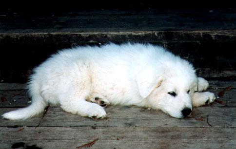 A dog image from https://images.dog.ceo/breeds/pyrenees/n02111500_9298.jpg