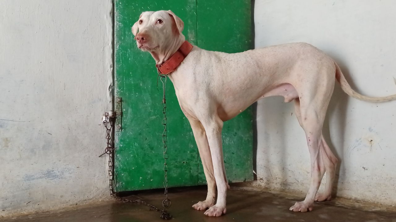 https://images.dog.ceo/breeds/rajapalayam-indian/Rajapalayam-dog.jpg