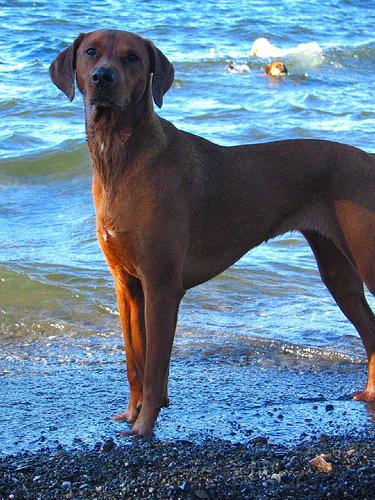 A dog image from https://images.dog.ceo/breeds/redbone/n02090379_3844.jpg