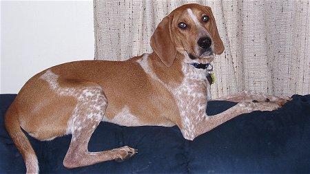 A dog image from https://images.dog.ceo/breeds/redbone/n02090379_5182.jpg