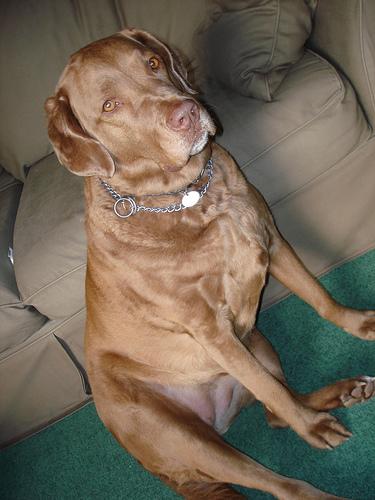 A dog image from https://images.dog.ceo/breeds/retriever-chesapeake/n02099849_1068.jpg