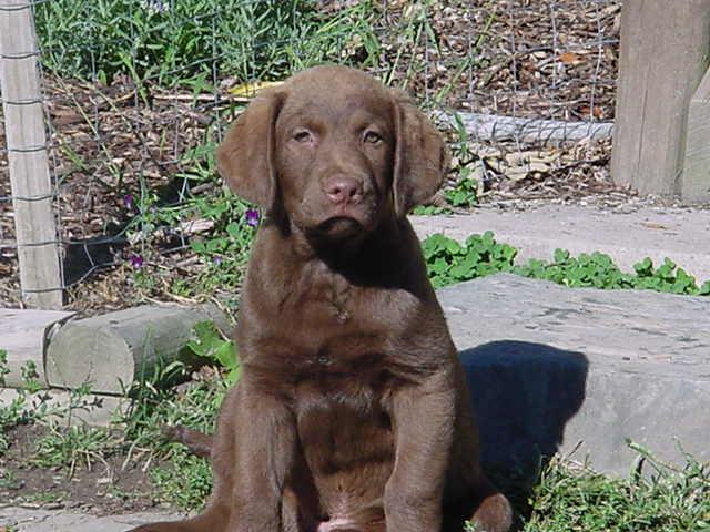 https://images.dog.ceo/breeds/retriever-chesapeake/n02099849_1157.jpg