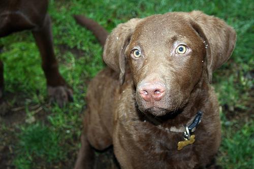 A dog image from https://images.dog.ceo/breeds/retriever-chesapeake/n02099849_140.jpg