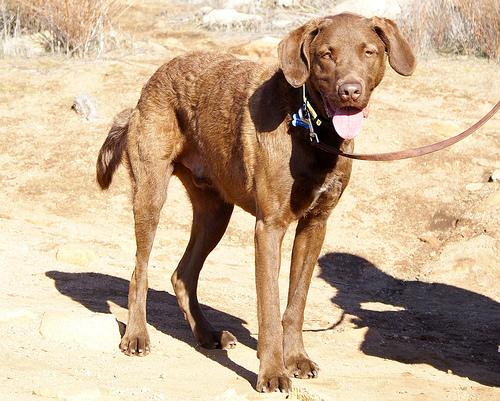 A dog image from https://images.dog.ceo/breeds/retriever-chesapeake/n02099849_1837.jpg