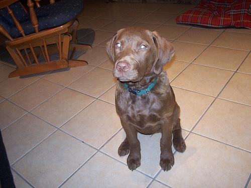 A dog image from https://images.dog.ceo/breeds/retriever-chesapeake/n02099849_2250.jpg