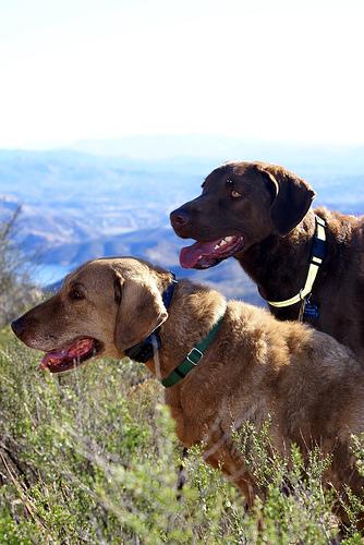 A dog image from https://images.dog.ceo/breeds/retriever-chesapeake/n02099849_2300.jpg