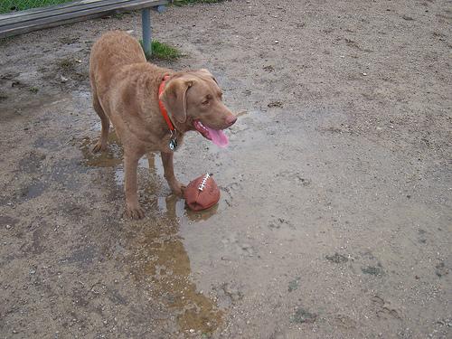 A dog image from https://images.dog.ceo/breeds/retriever-chesapeake/n02099849_2573.jpg