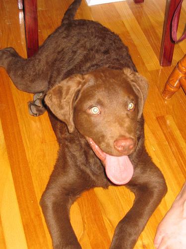 A dog image from https://images.dog.ceo/breeds/retriever-chesapeake/n02099849_2648.jpg