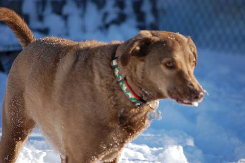 A dog image from https://images.dog.ceo/breeds/retriever-chesapeake/n02099849_2991.jpg