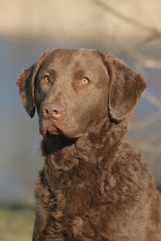 A dog image from https://images.dog.ceo/breeds/retriever-chesapeake/n02099849_3016.jpg