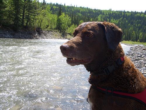 A dog image from https://images.dog.ceo/breeds/retriever-chesapeake/n02099849_3563.jpg