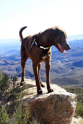 A dog image from https://images.dog.ceo/breeds/retriever-chesapeake/n02099849_3911.jpg