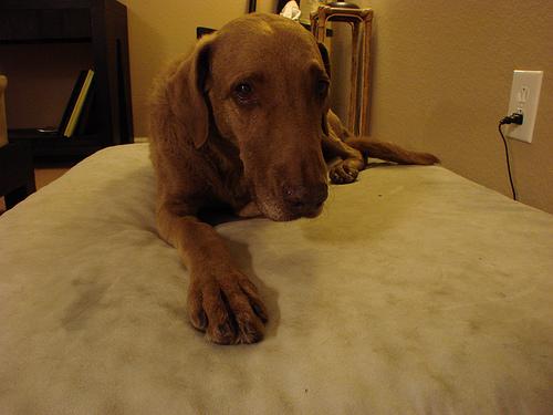 A dog image from https://images.dog.ceo/breeds/retriever-chesapeake/n02099849_415.jpg