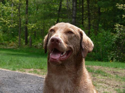 A dog image from https://images.dog.ceo/breeds/retriever-chesapeake/n02099849_435.jpg