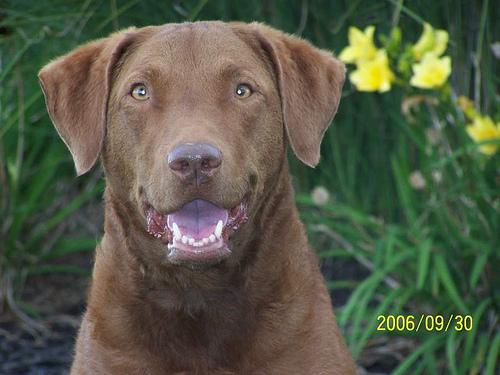 A dog image from https://images.dog.ceo/breeds/retriever-chesapeake/n02099849_4419.jpg